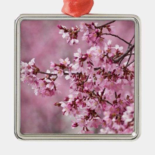Sakura Cherry blüht pastellrosa Schichten Silbernes Ornament (Vorne)