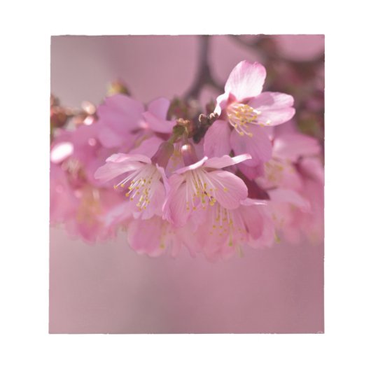 Sakura Cherry Blüten Delikatessen Pink Bouquet Notizblock (Vorderseite)