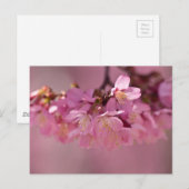 Sakura Cherry Blüten Delikatessen Pink Bouquet Postkarte (Vorne/Hinten)