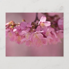 Sakura Cherry Blüten Delikatessen Pink Bouquet Postkarte
