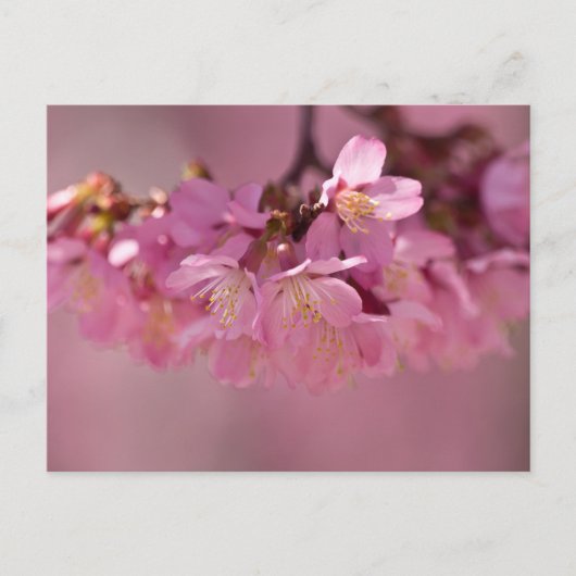 Sakura Cherry Blüten Delikatessen Pink Bouquet Postkarte (Vorderseite)