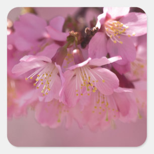 Sakura Cherry Blüten Delikatessen Pink Bouquet Quadratischer Aufkleber