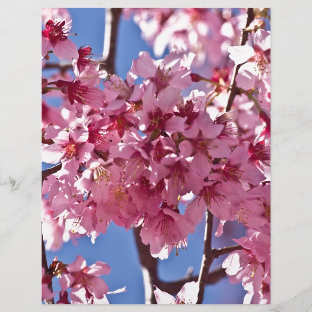 Sakura Cherry Blüten Rote Stars (Vorderseite)