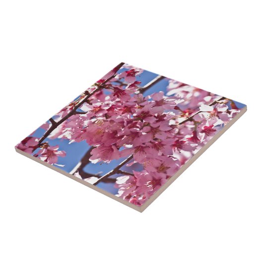 Sakura Cherry Blüten Rote Stars Fliese (Seite)