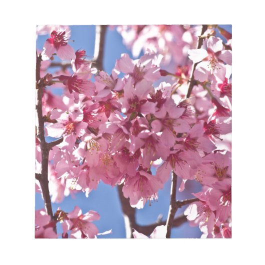 Sakura Cherry Blüten Rote Stars Notizblock (Vorderseite)