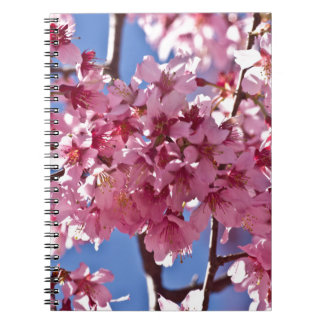 Sakura Cherry Blüten Rote Stars Notizblock