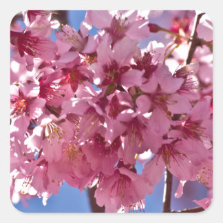 Sakura Cherry Blüten Rote Stars Quadratischer Aufkleber