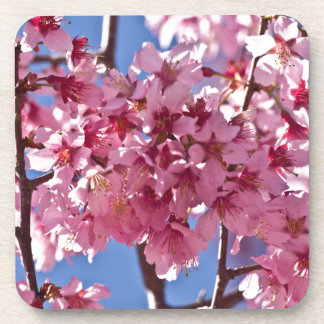 Sakura Cherry Blüten Rote Stars Untersetzer