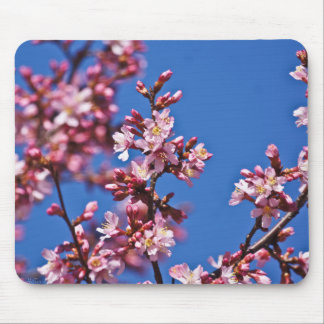 Sakura Cherry Blüten Touch Blue Mousepad