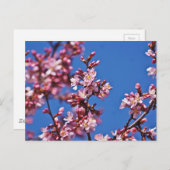 Sakura Cherry Blüten Touch Blue Postkarte (Vorne/Hinten)