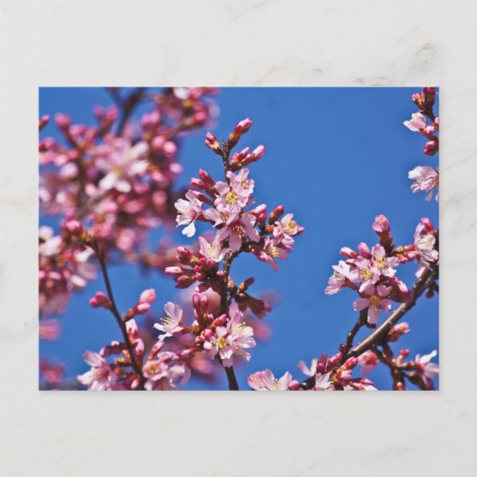 Sakura Cherry Blüten Touch Blue Postkarte (Vorderseite)
