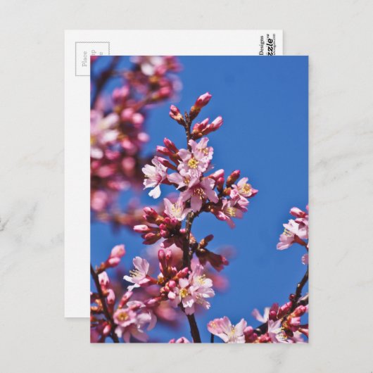 Sakura Cherry Blüten Touch Blue Postkarte (Vorne/Hinten)