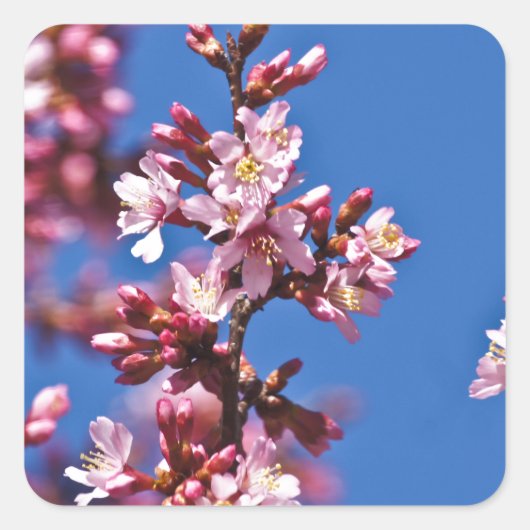 Sakura Cherry Blüten Touch Blue Quadratischer Aufkleber (Vorderseite)