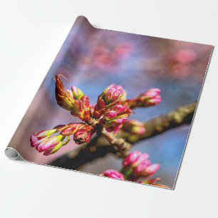 Sakura Cherry Tree Buds. Frühlingsbeginn Geschenkpapier