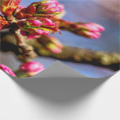 Sakura Cherry Tree Buds. Frühlingsbeginn Geschenkpapier (Ecke)