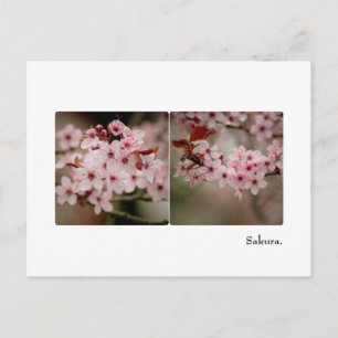 Sakura Diptych Postcard Postkarte