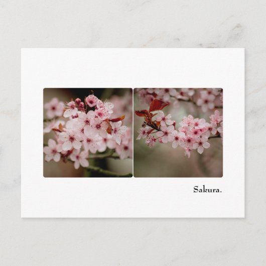 Sakura Diptych Postcard Postkarte (Vorderseite)