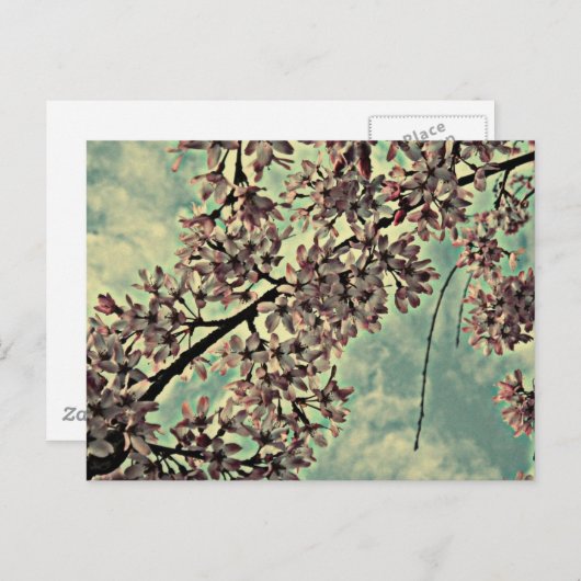 SAKURA-FOTO POSTKARTE (Vorne/Hinten)