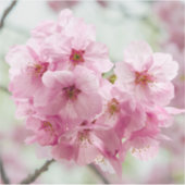 Sakura im Frühling – Tokyo-Blüte Aufkleber (Vorderseite)