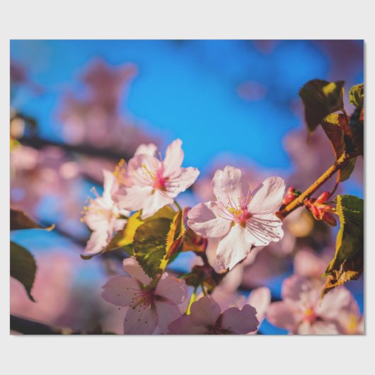 Sakura in Rosa und Blau Geschenkpapier (Flach)