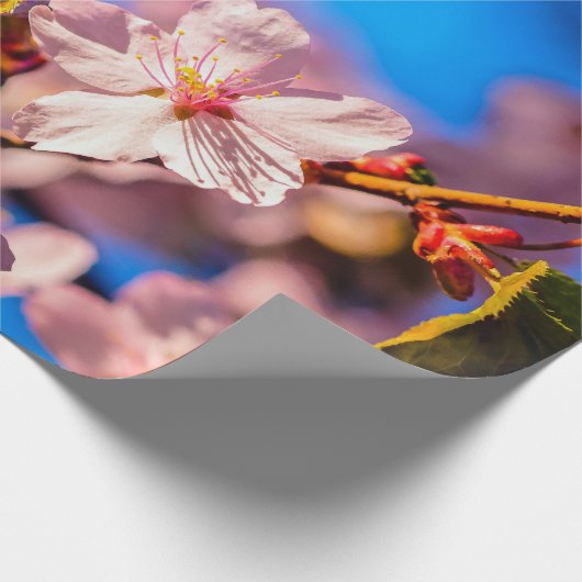 Sakura in Rosa und Blau Geschenkpapier (Ecke)