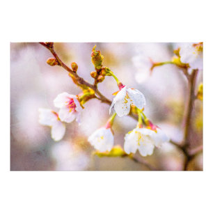 Sakura - Japanischer Kirschblossom Fotodruck