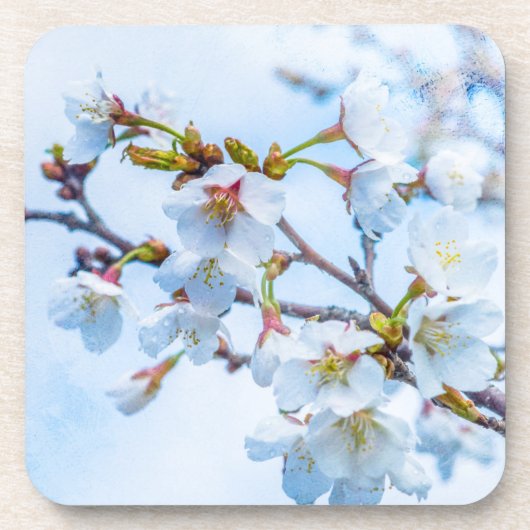 Sakura - Japanischer Kirschblossom Getränkeuntersetzer (Vorderseite)
