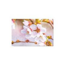 Sakura - Japanischer Kirschblossom