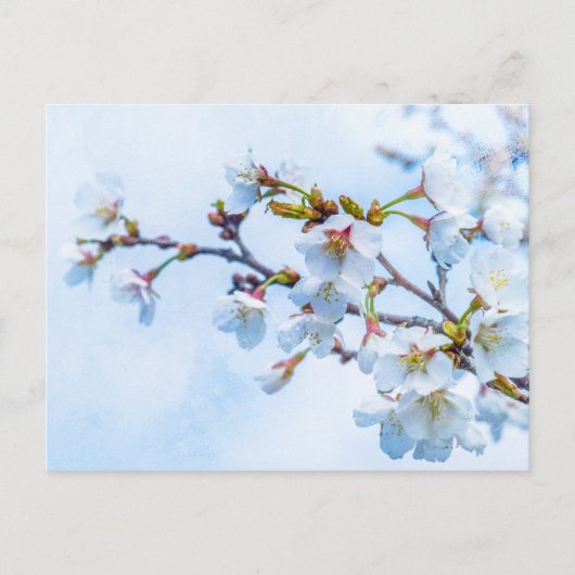 Sakura - Japanischer Kirschblossom Postkarte (Vorderseite)