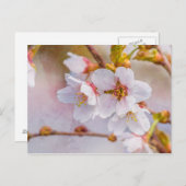 Sakura - Japanischer Kirschblossom Postkarte (Vorne/Hinten)