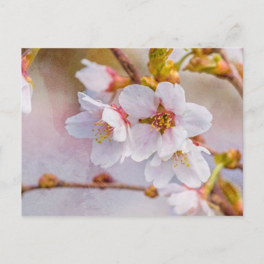 Sakura - Japanischer Kirschblossom Postkarte (Vorderseite)