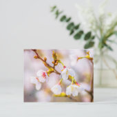 Sakura - Japanischer Kirschblossom Postkarte (Stehend Vorderseite)