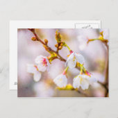Sakura - Japanischer Kirschblossom Postkarte (Vorne/Hinten)