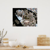 Sakura (Kirschblüte) Poster (Küche)