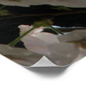 Sakura (Kirschblüte) Poster (Ecke)