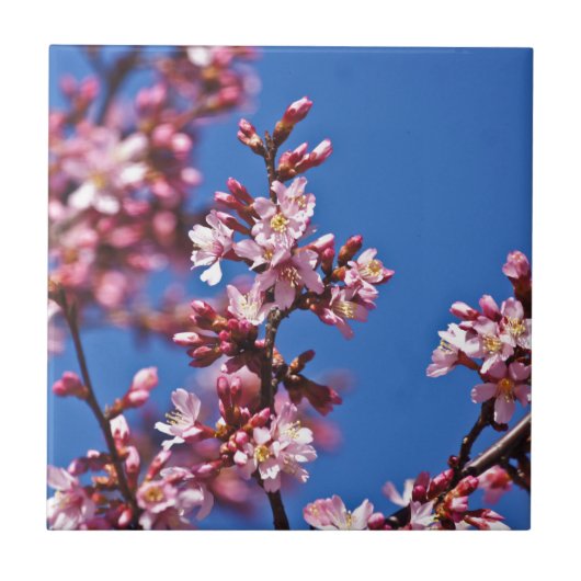 Sakura Kirschblüten berühren Blau Fliese (Vorderseite)