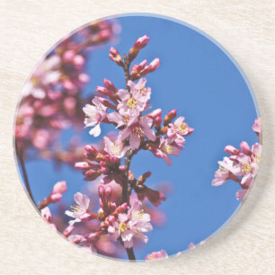 Sakura Kirschblüten berühren Blau Getränkeuntersetzer