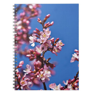 Sakura Kirschblüten berühren Blau Notizblock