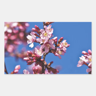 Sakura Kirschblüten berühren Blau Rechteckiger Aufkleber