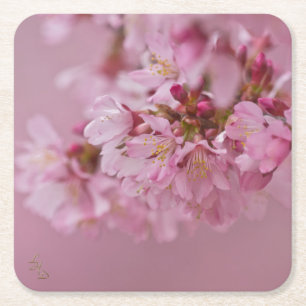 Sakura Kirschblüten Blasse rosa Reflexionen Rechteckiger Pappuntersetzer
