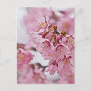 Sakura Kirschblüten Blassrosa Postkarte