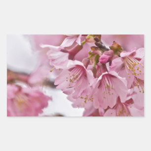 Sakura Kirschblüten Blassrosa Rechteckiger Aufkleber
