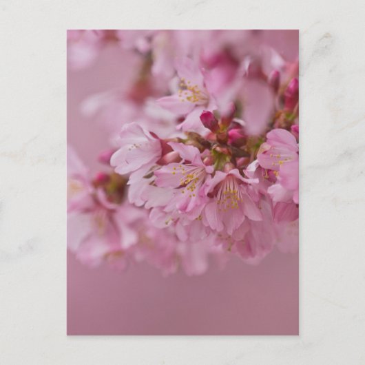 Sakura Kirschblüten Blassrosa Reflektionen Postkarte (Vorderseite)