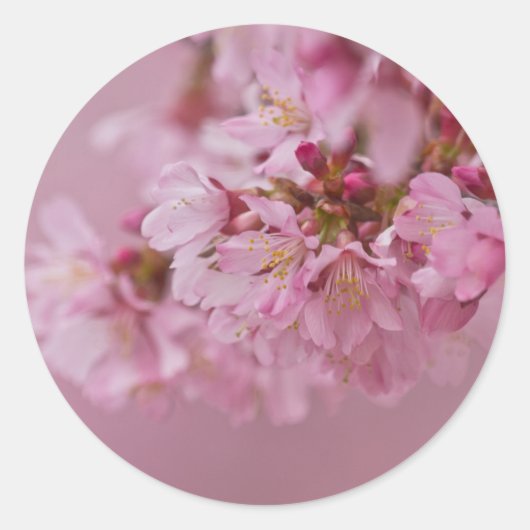 Sakura Kirschblüten Blassrosa Reflektionen Runder Aufkleber (Vorderseite)