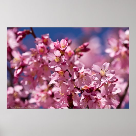 Sakura Kirschblüten, die von Sonnenlicht geküsst w Poster (Vorne)