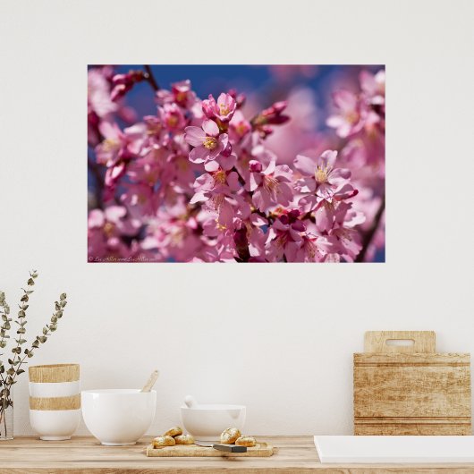 Sakura Kirschblüten, die von Sonnenlicht geküsst w Poster (Küche)