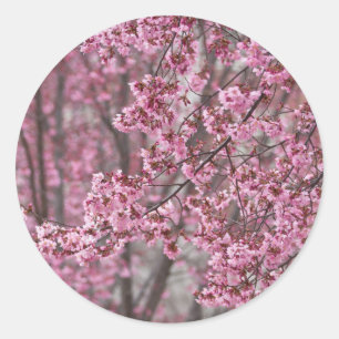 Sakura Kirschblüten Fließendes Rosa Runder Aufkleber