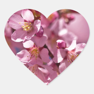 Sakura-Kirschblüten geküsst von Sonnenlicht Herz-Aufkleber