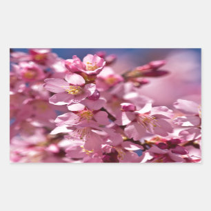 Sakura-Kirschblüten geküsst von Sonnenlicht Rechteckiger Aufkleber