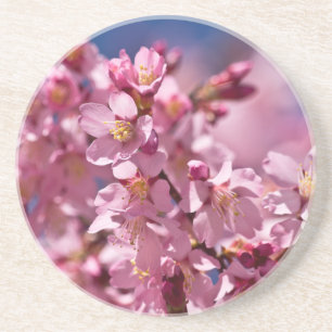 Sakura-Kirschblüten geküsst von Sonnenlicht Untersetzer